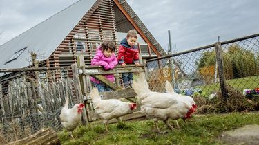 La avicultura se encuentra ante el desafío de satisfacer la creciente demanda de alimentos en forma sostenible y responsable.