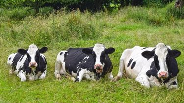Producción láctea. El bienestar de las vacas y la productividad económica son proporcionales.