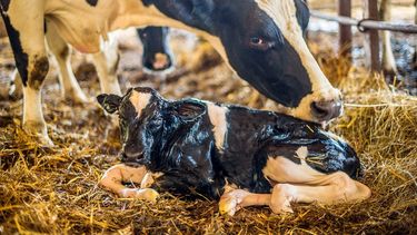 El calcio es un mineral muy importante para la vaca y se utiliza en el tambo según su requerimiento y el potencial lechero.