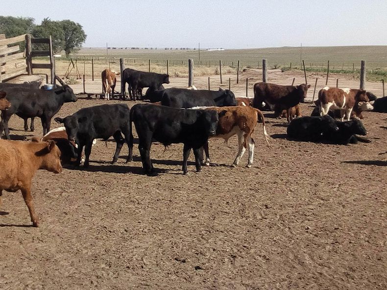 feedlot grippaldi.jpg
