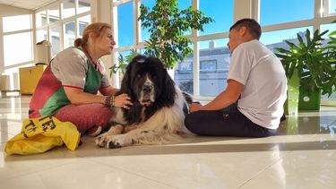 El contacto con los perros ayuda a los niños a su recuperación y a mitigar el estrés que genera la internación.