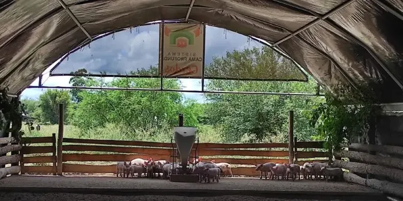 Producción de porcinos con bajo impacto y mayor eficiencia.