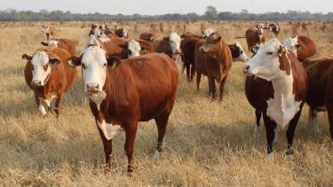 La Mesa de Carnes busca impulsar la producción ganadera con miras al 2032.