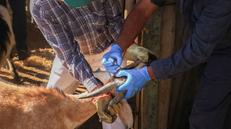La resistencia antimicrobiana es una de las principales emergencias que afecta tanto a lamedicina humana como veterinaria.