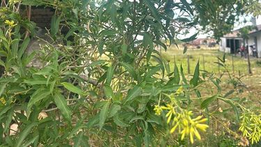 A falta de alimento, los bovinos comieron la planta tóxica.