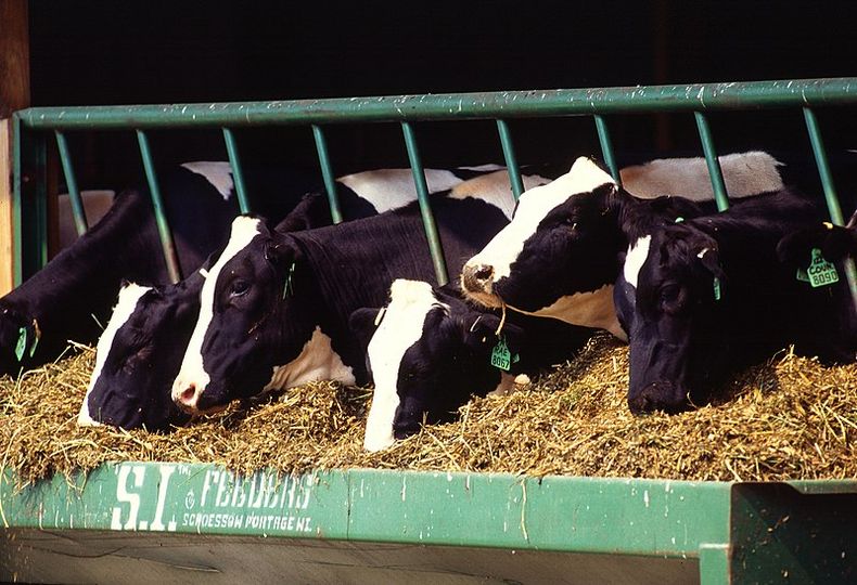 La nutrición de precisión in la industria lechera sigue siendo clave, junto a la sostenibilidad.
