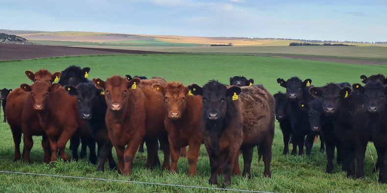 La estabilidad económica renueva el optimismo en la ganadería y alienta decisiones de inversión.