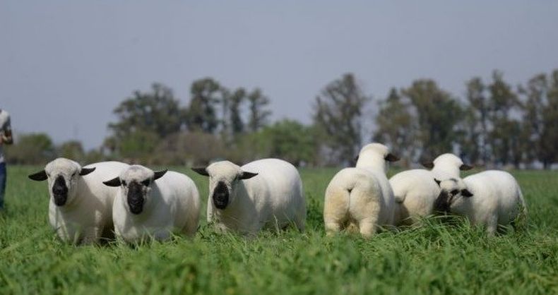 Los criadores de los ovinos Hampshire Down quieren posicionar a la raza como referente en la producción ovina.