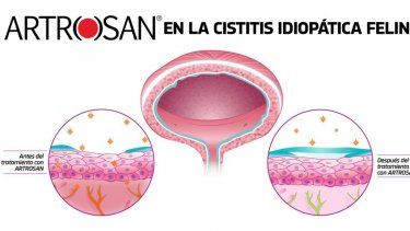 El Pentosan Polisulfato Sódico en el tratamiento de la cistitis idiopática felina
