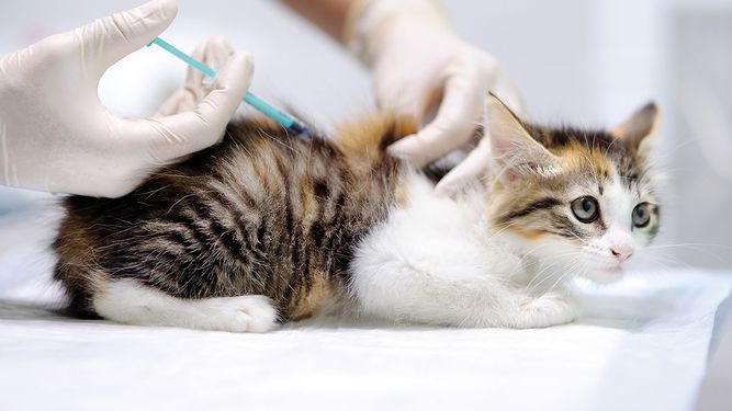 Medicina felina. Estudio arroja una supervivencia de hasta al menos 6 meses en el 86% de los gatos tratados con remdesivir.&nbsp;