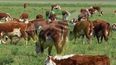 Con foco en la productividad, la ganadería impulsa la inversión a largo plazo en establecimientos rurales.