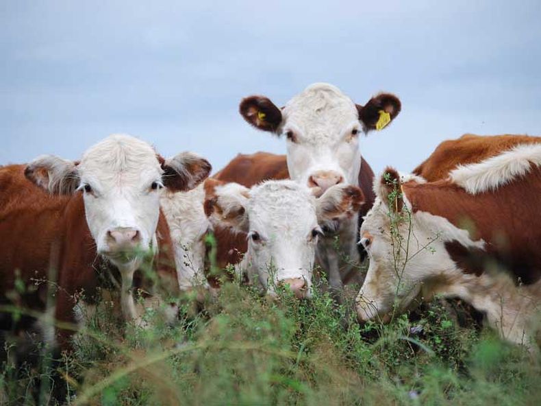 Claves para avanzar contra la parasitosis bovina.