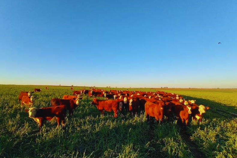 INTA valida cultivares para mayor producción de forraje.
