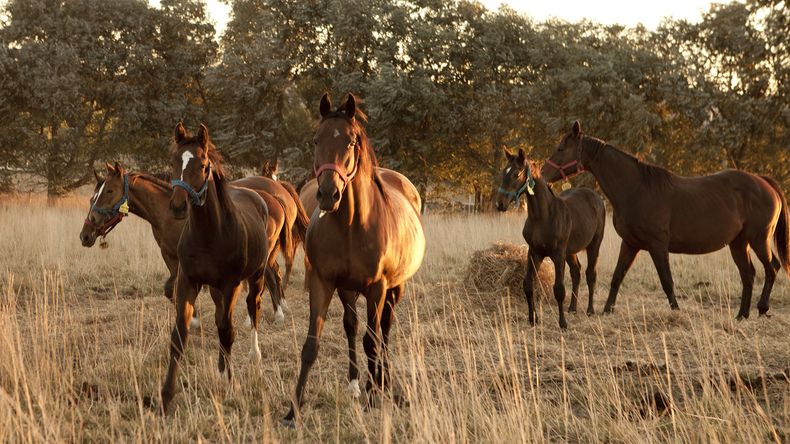 Temporada de mosquitos, riesgo de encefalomielitis equina.