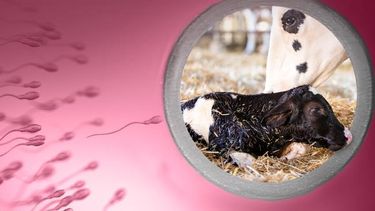 Prometen un salto de calidad en biotecnologías reproductivas en bovinos.