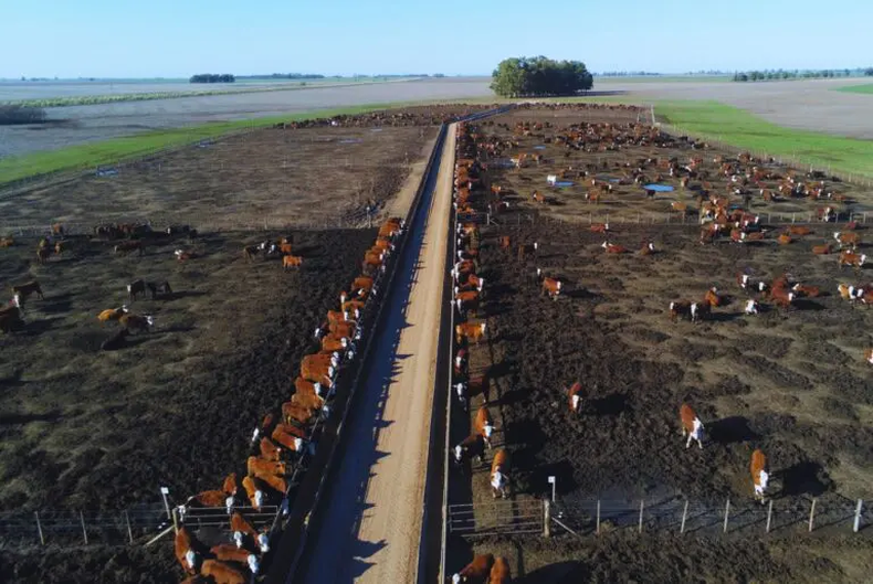 Caída en la ocupación del feedlot y cambios en el destino de la hacienda.