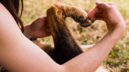 El Colegio de Veterinarios de Buenos Aires conmemoró el Día del Animal en Argentina.
