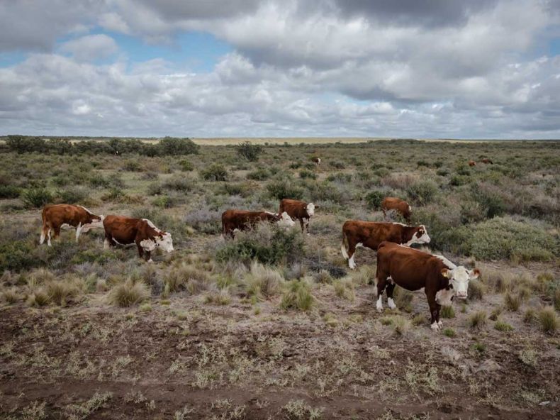 inta ganaderia sustentable.jpg