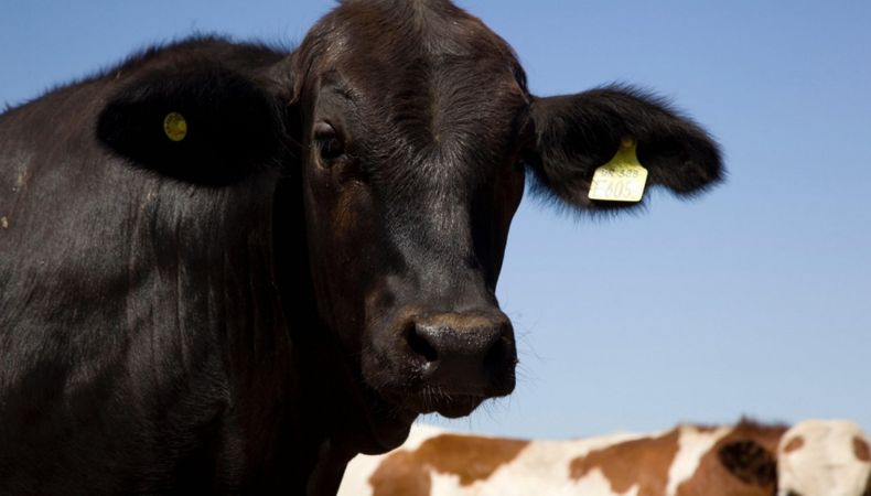 Nueva etapa en la regulación del manejo de bovinos.