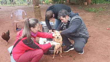 El programa cuenta con tres etapas: atención de veterinarios, castración masiva y capacitación a profesionales.