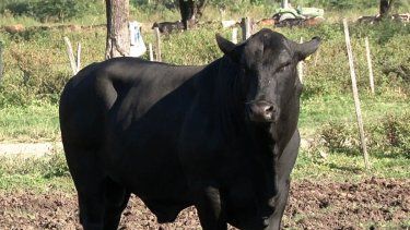 Cada toro sano, un paso más hacia rodeos más eficientes.