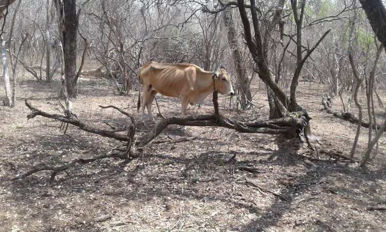 Por la crítica situación, los productores evalúan pedir una prórroga para la vacunación antiaftosa.