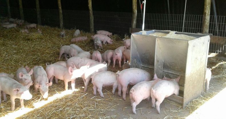 El Programa prevé módulostales como gestación, manejo de cachorra, engorde y alimentación de porcinos.