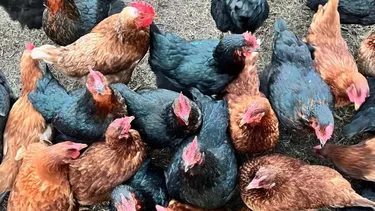 Avicultura. El INTA acompaña a productores en la crianza de pollitos, el bienestar de las gallinas y su alimentación.