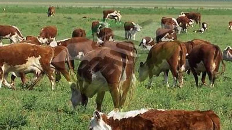 Con foco en la productividad, la ganadería impulsa la inversión a largo plazo en establecimientos rurales.