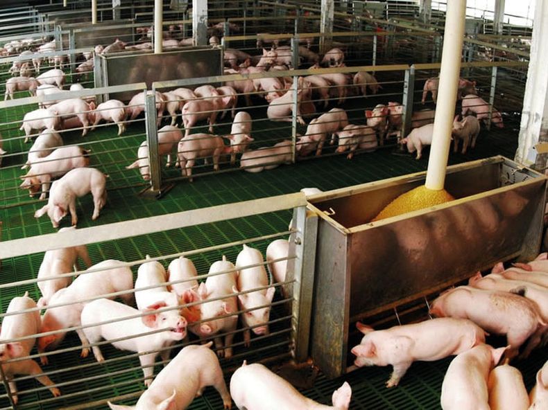 Aujeszky. Desde Senasa hacen un llamado al compromiso con la bioseguridad y la sanidad animal.