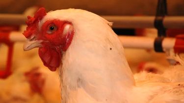 Las exportaciones de aves vivas y material reproductivo fueron a México, Paraguay y Uruguay.
