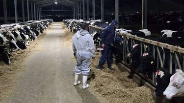 Fiebre aftosa. Lesbos quedó aislada desde el punto de vista sanitario.