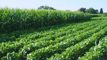 El Programa Agrícola Semanal tendrá un enfoque en cultivos orientado a la campaña agrícola 2024/2025.