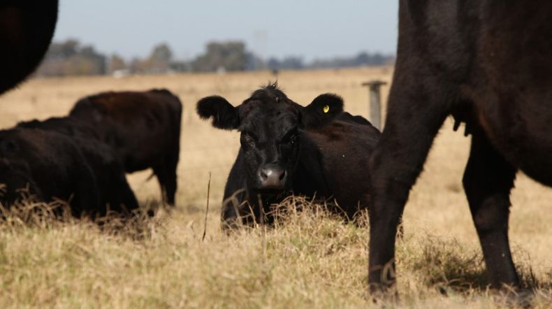 Fiebre aftosa. El control se basa en la detección temprana, alerta y vigilancia.