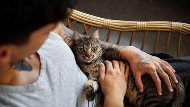 Alimentos balanceados impulsan el crecimiento sostenido del mercado felino en el país.