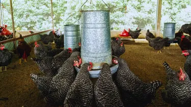 El desarrollo de probióticos es clave para el desarrollo de sistemas productivos intensivos.