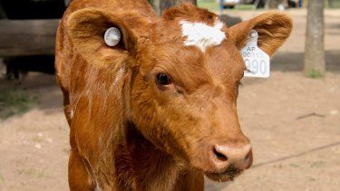 Nueva era para la trazabilidad en el país.