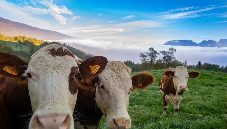 La educación continua en ganadería regenerativa impulsa la sustentabilidad y el futuro del sector agropecuario argentino.
