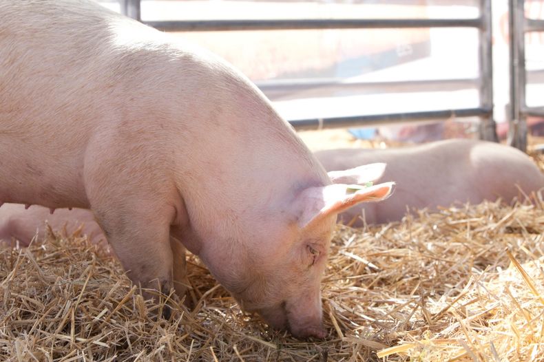 La sanidad, higiene y bioseguridad son los indicadores que mejoran la eficiencia de la cadena productiva de los porcinos.