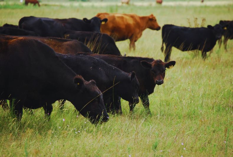 Optimización de rodeos mediante Genética bovina e IATF.
