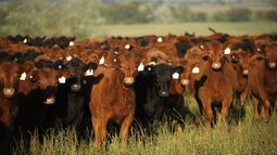 Agtech promete optimizar la gestión de la producción ganadera y el bienestar animal. Agtech promete optimizar la gestión de la producción ganadera y el bienestar animal.