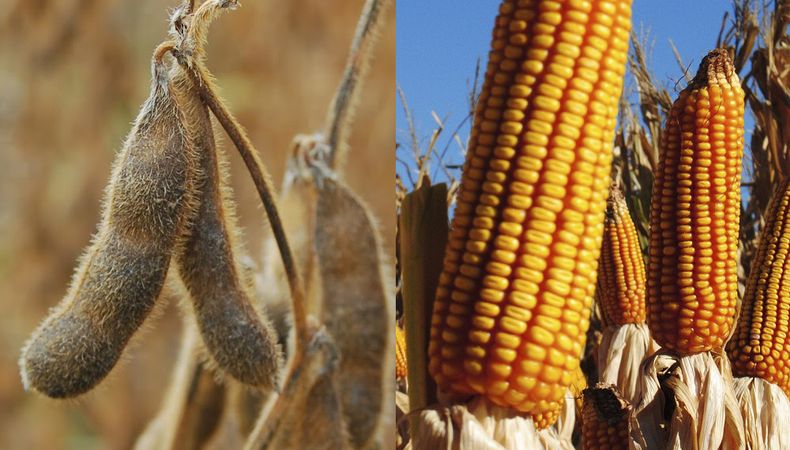 La siembra de soja y maíz avanza con ajustes en las proyecciones de superficie