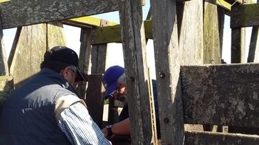 El impacto productivo de la parasitosis bovina depende de las condiciones de manejo de cada establecimiento, el diagnóstico y control implementado.