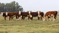 El IPCVA participó en una nueva acción vinculada al bienestar animal.