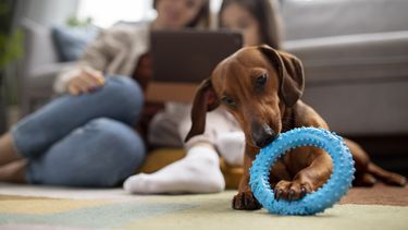 Actualmente ven a los animales de compañía como un equivalentes a niños.