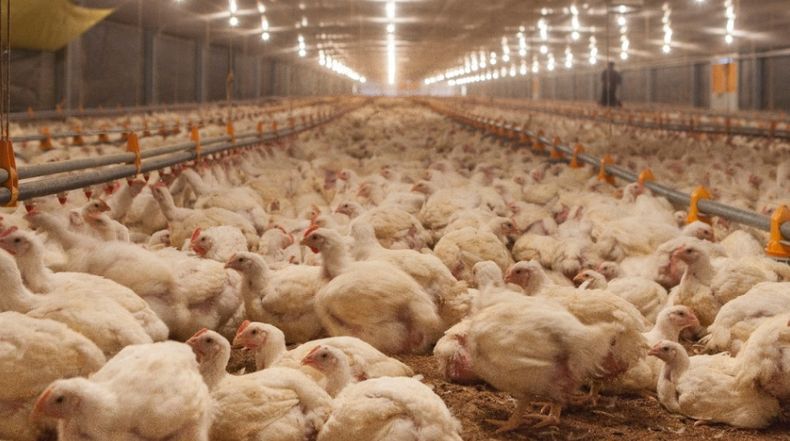 El Día de la Avicultura se estableció en conmemoración a los primeros productores suizos que se asentaron en Entre Ríos.