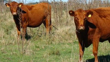 El INTA destacó el rol del grano procesado en la recría bovina.