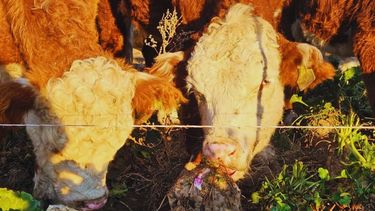 Alimentación animal: remolacha forrajera, INTA y novillos en invierno.