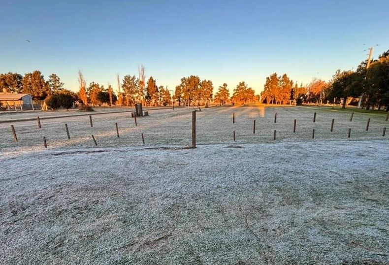Con estas temperaturas, las emergencias del trigo van a tardar más. Los nacimientos van a tomar unos 15 días después de la siembra, señalaron desde la BCR.
