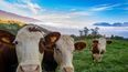 La educación continua en ganadería regenerativa impulsa la sustentabilidad y el futuro del sector agropecuario argentino.